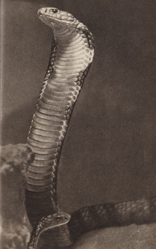 Среди зверей и птиц - _50.jpg