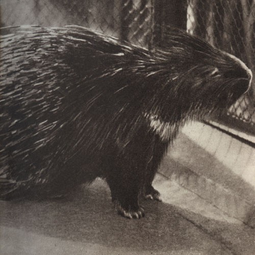 Среди зверей и птиц - _19.jpg