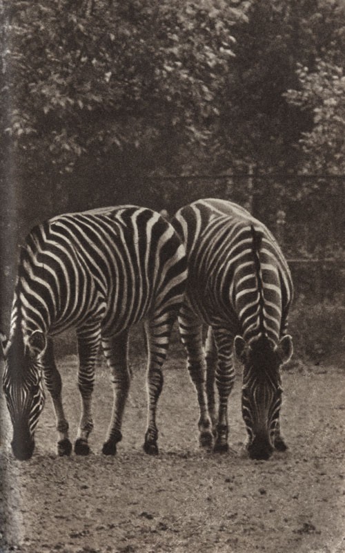 Среди зверей и птиц - _25.jpg