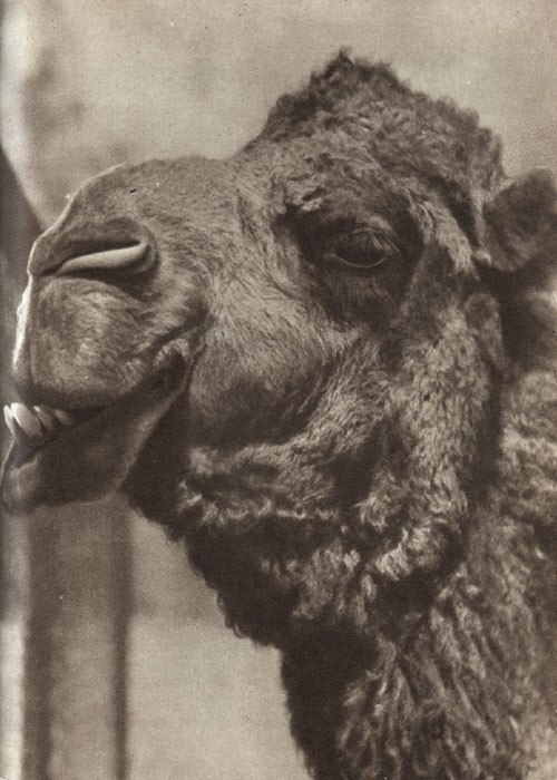 Среди зверей и птиц - _27.jpg