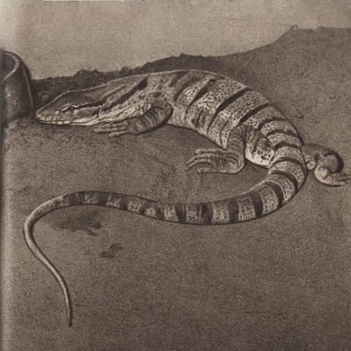 Среди зверей и птиц - _47.jpg