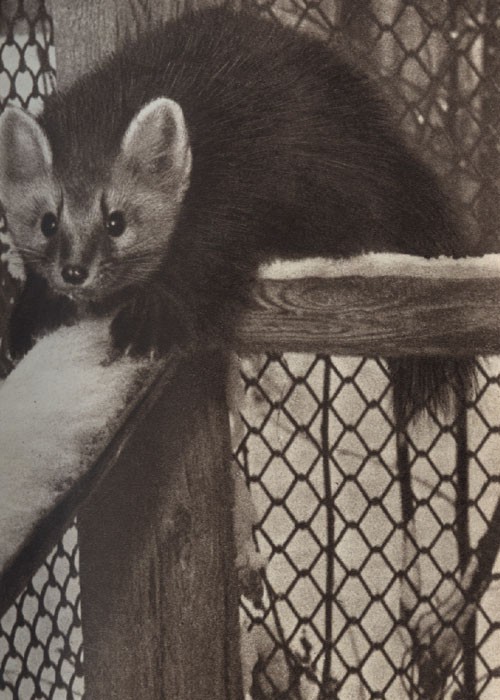 Среди зверей и птиц - _20.jpg