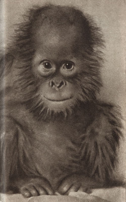 Среди зверей и птиц - _28.jpg