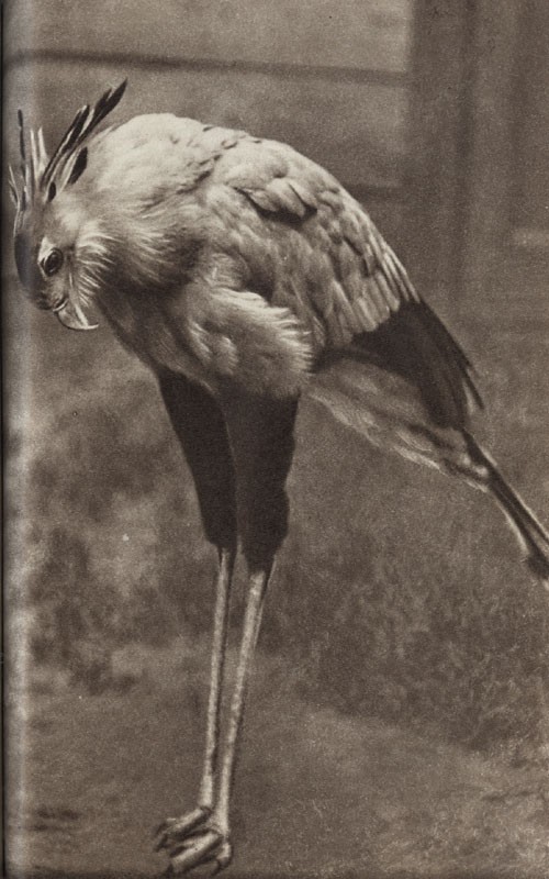 Среди зверей и птиц - _32.jpg