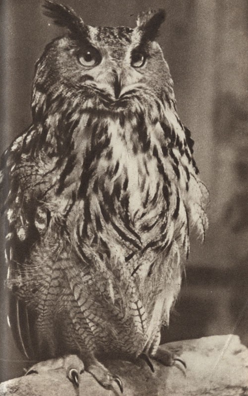 Среди зверей и птиц - _33.jpg