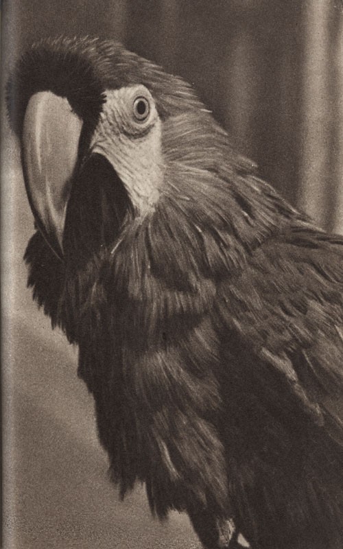 Среди зверей и птиц - _42.jpg