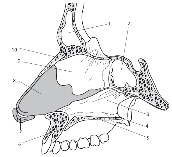 Насморк. Как вылечить быстро и эффективно - i_006.png