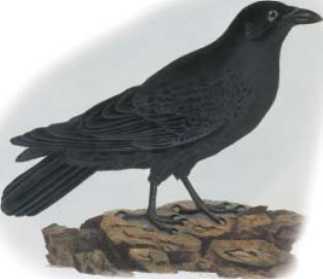 Интересные рассказы о животных - i_020.jpg