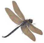 Интересные рассказы о животных - i_024.jpg