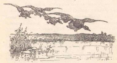 По зверю и птице - _5.jpg