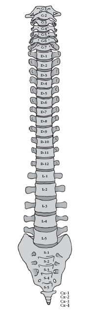 Диагностика и лечение позвоночника. Уникальная система доктора А. М. Уриа - i_006.jpg