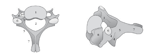 Диагностика и лечение позвоночника. Уникальная система доктора А. М. Уриа - i_011.jpg