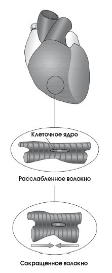 Диагностика и лечение позвоночника. Уникальная система доктора А. М. Уриа - i_097.jpg