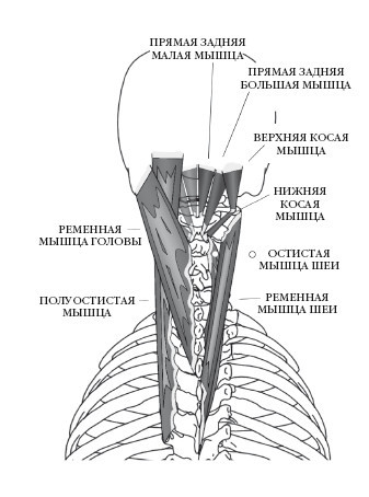 Диагностика и лечение позвоночника. Уникальная система доктора А. М. Уриа - i_140.jpg