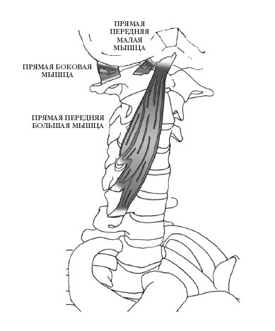 Диагностика и лечение позвоночника. Уникальная система доктора А. М. Уриа - i_158.jpg