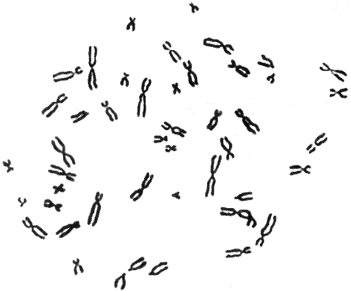 Генетика человека с основами общей генетики. Учебное пособие - _05.png