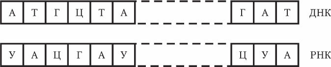 Антропология и концепции биологии - _13.jpg