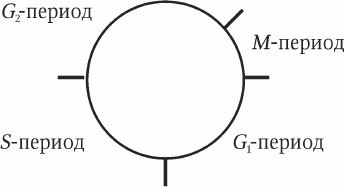 Антропология и концепции биологии - _17.jpg