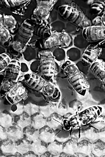 Антропология и концепции биологии - _20.jpg