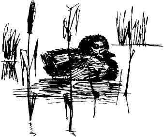 Колокольчик в тайге - img_18.jpeg