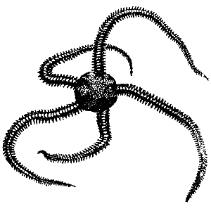 Эволюция для всех, или Путь кентавра - _11.png