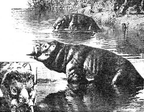 Эволюция для всех, или Путь кентавра - _15.jpg