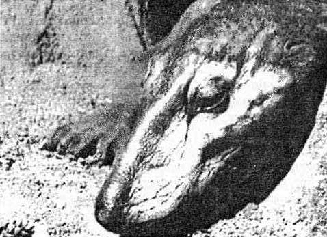 Эволюция для всех, или Путь кентавра - _16.jpg