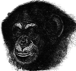 Эволюция для всех, или Путь кентавра - _25.png