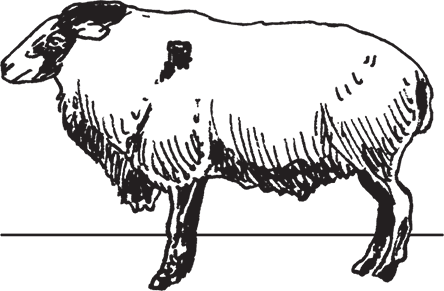 Фермерское хозяйство. Доступное и успешное - i_016.png