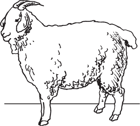 Фермерское хозяйство. Доступное и успешное - i_019.png