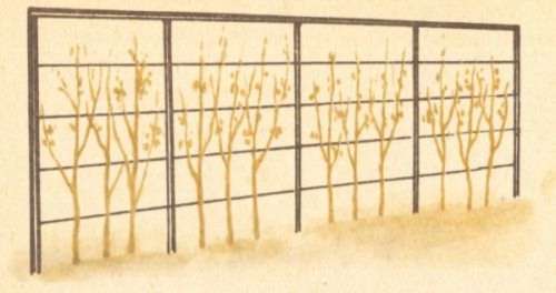 Томат на приусадебном участке и дома - i_001.jpg