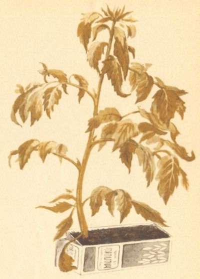 Томат на приусадебном участке и дома - i_007.jpg