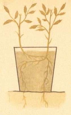 Томат на приусадебном участке и дома - i_013.jpg