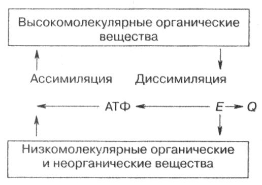 Обмен веществ и энергии в клетках организма - i_001.jpg