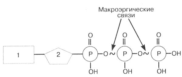 Обмен веществ и энергии в клетках организма - i_002.jpg