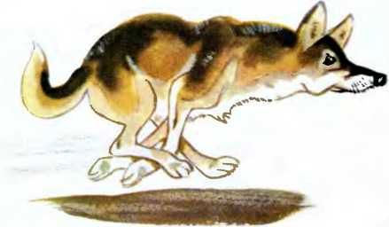 Север, фас! - i_004.jpg