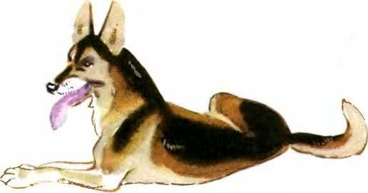 Север, фас! - i_008.jpg