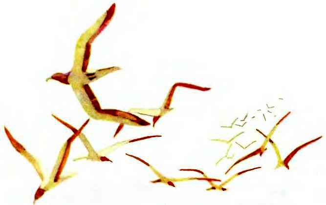 Север, фас! - i_009.jpg