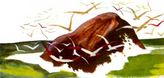 Север, фас! - i_011.jpg