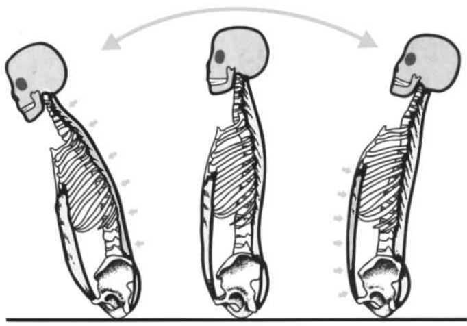 Равновесие в движении. Посадка всадника - i_041.jpg