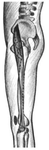 Равновесие в движении. Посадка всадника - i_100.jpg