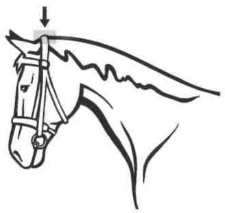 Равновесие в движении. Посадка всадника - i_138.jpg