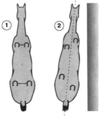 Равновесие в движении. Посадка всадника - i_143.jpg