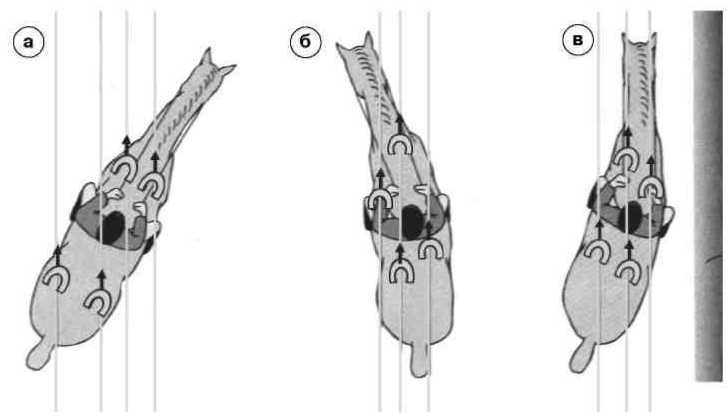 Равновесие в движении. Посадка всадника - i_146.jpg
