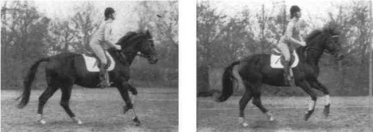 Равновесие в движении. Посадка всадника - i_159.jpg