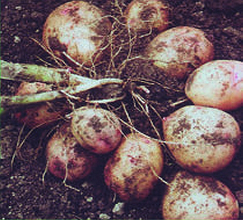 Семейство пасленовых. Технология выращивания - i_001.jpg