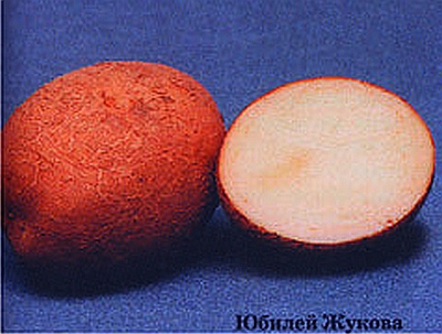 Семейство пасленовых. Технология выращивания - i_002.jpg