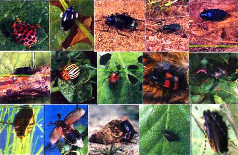 Удивительный мир жуков - i_001.jpg