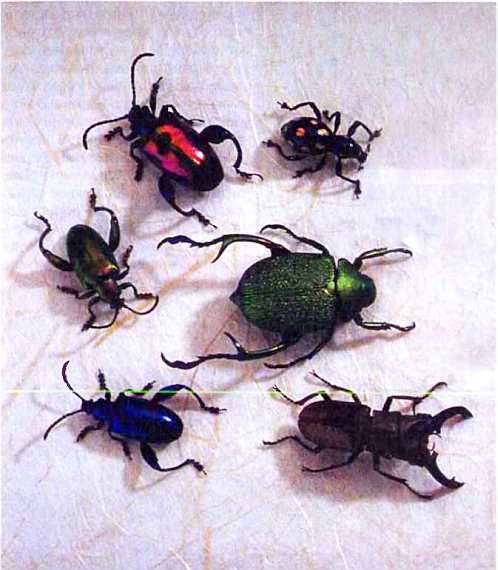 Удивительный мир жуков - i_005.jpg
