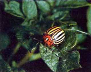 Удивительный мир жуков - i_006.jpg